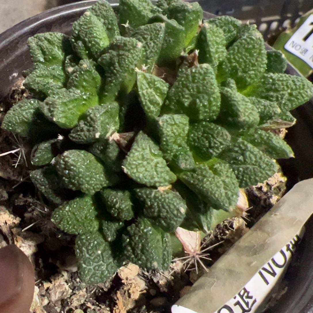 辛顿牡丹群仙人球409