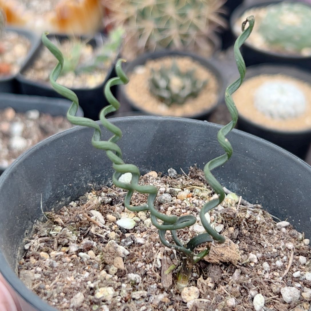 钢丝弹簧草一物一拍