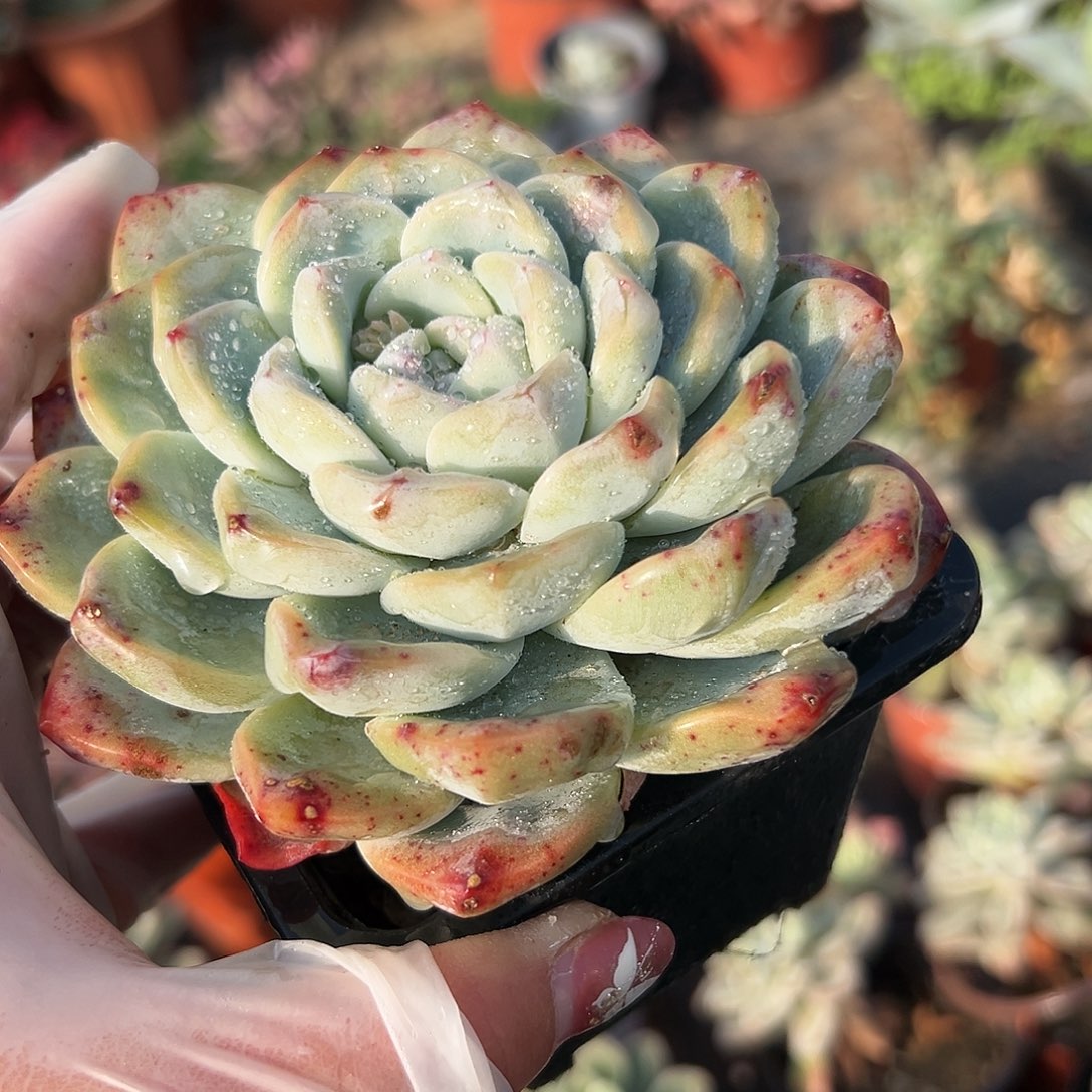 多肉植物冰玉单头