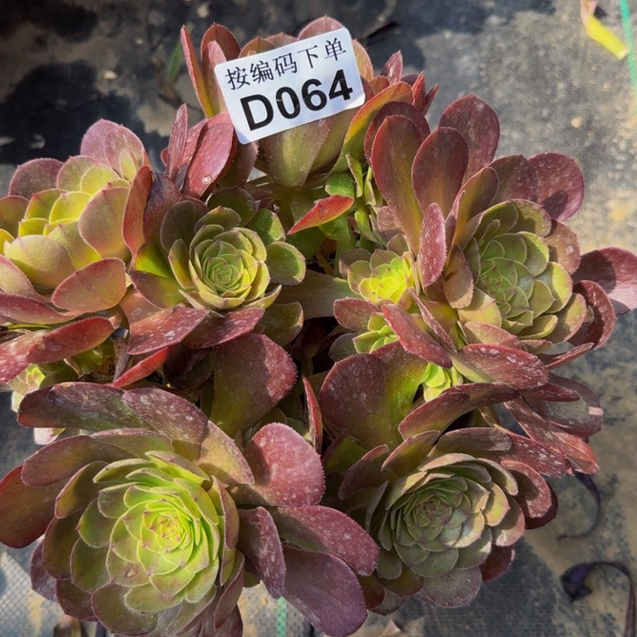 064万圣节多肉植物