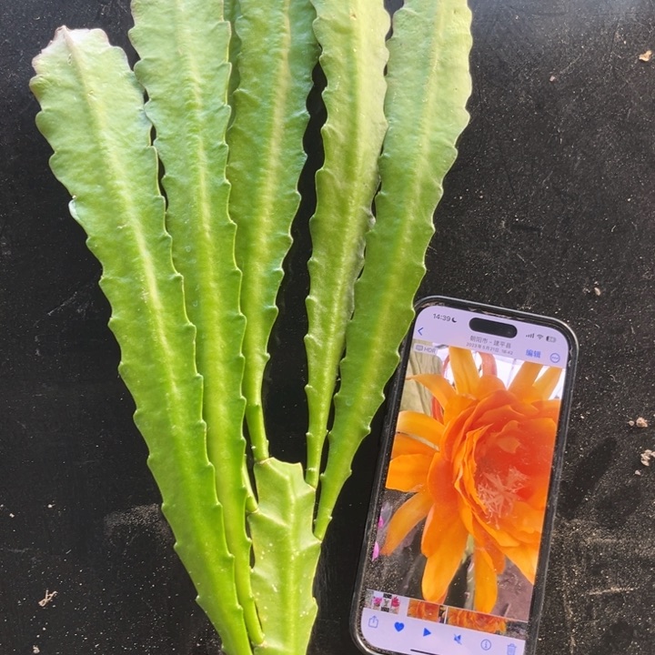 当前无花栽培后可以开花193