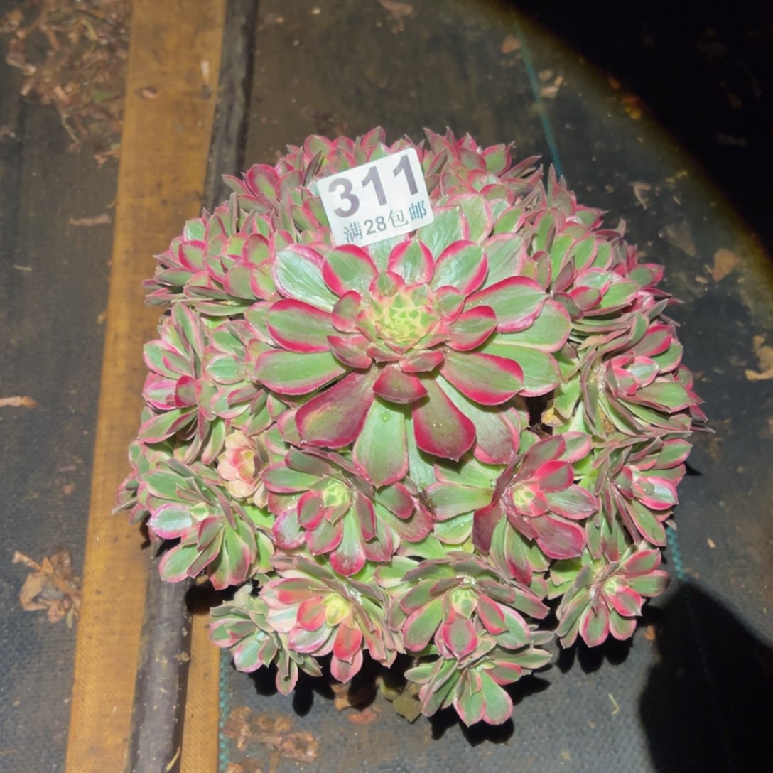 多肉植物311孔雀翎