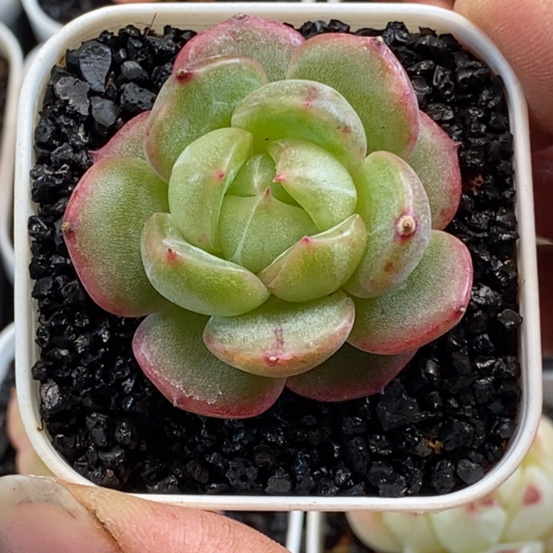 天官赐福百无禁忌