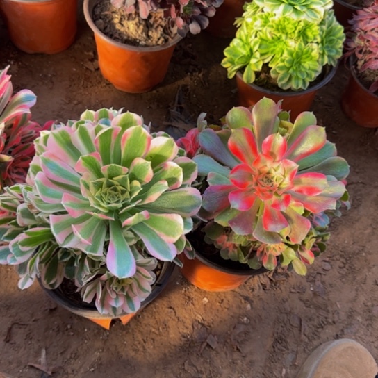 香妃9.9➕雨花石9.9