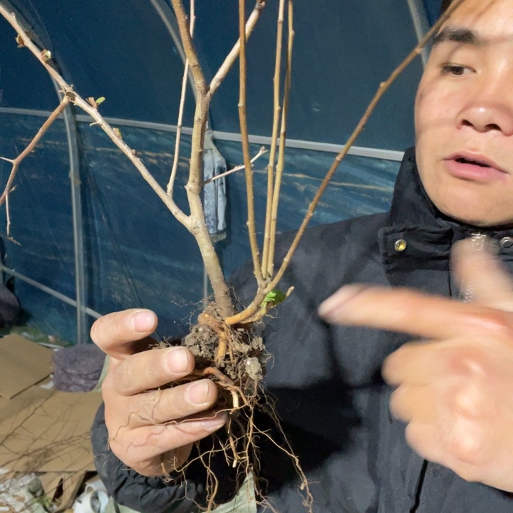 长寿宝海棠花一颗苗