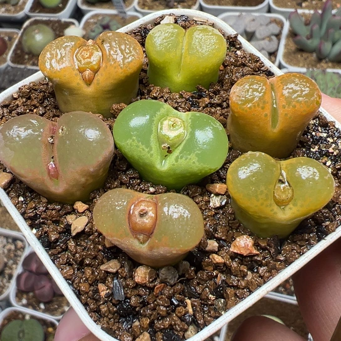 风铃组合多肉植物百科