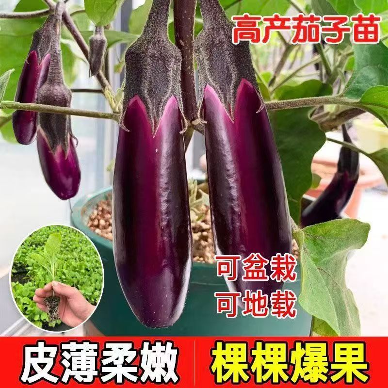 【高产茄子苗】紫长茄子苗黑长茄苗杭茄苗紫圆茄苗青茄苗白茄苗盆栽