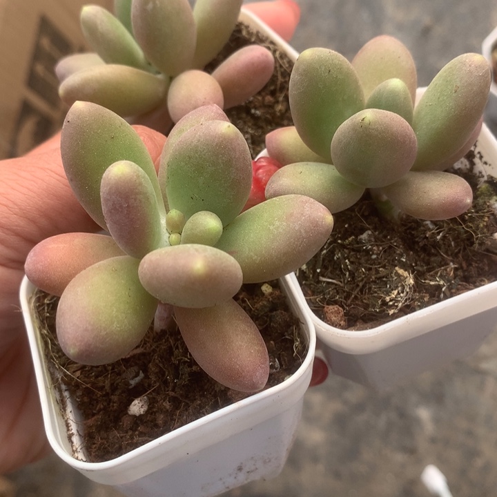 芒果奶。（满9.99包邮不满9.99发叶子）