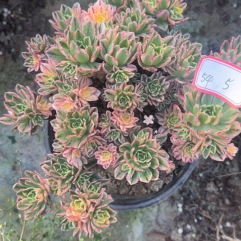 多肉植物甜茶54号