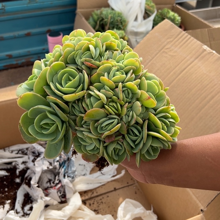 碧桃朵朵厚腿子很多头