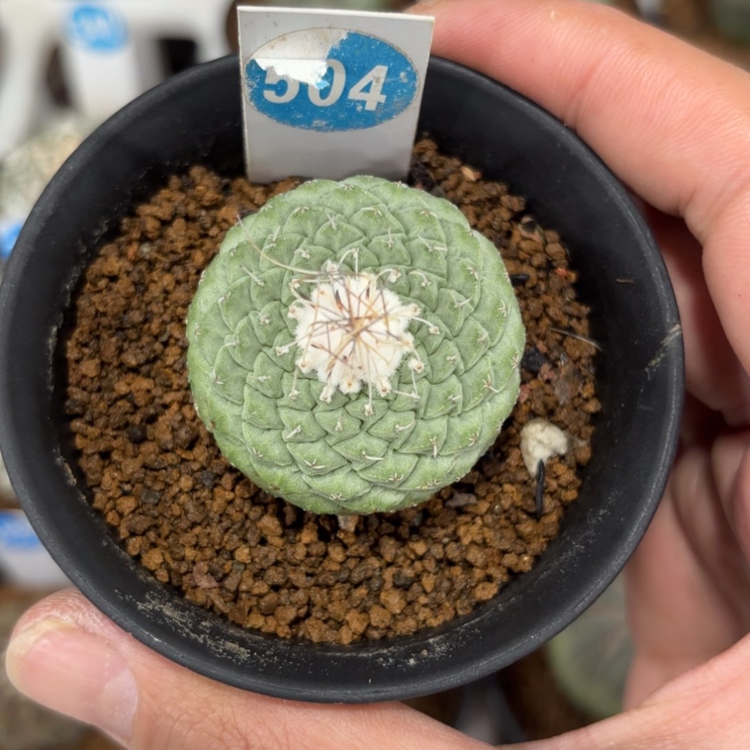 504实生菊水带盆带土发货的