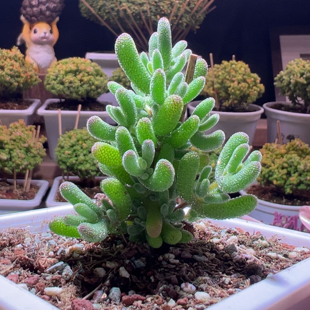 434冰冰虾一物一拍带盆土发货