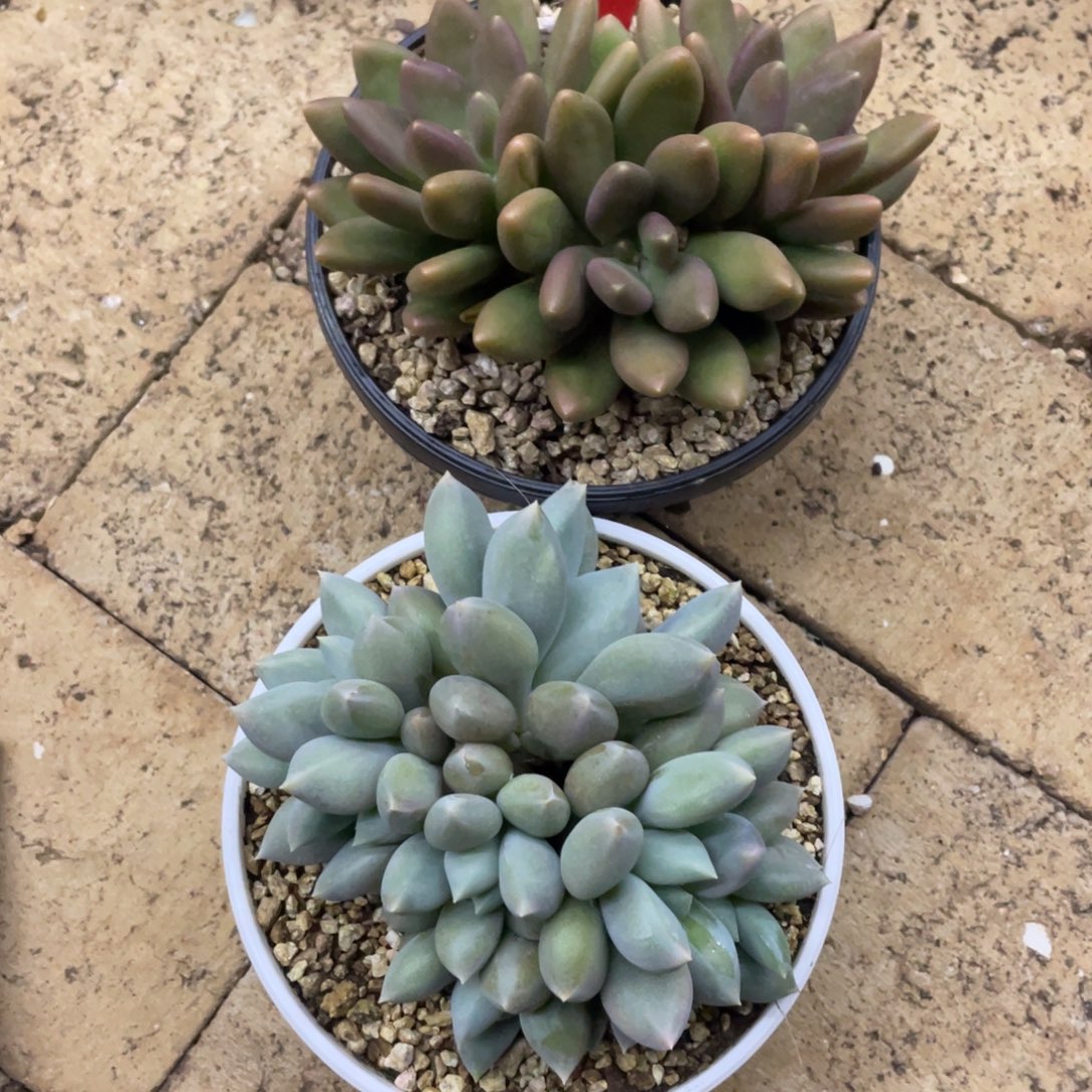 天***辉天辉辉75、      寄养