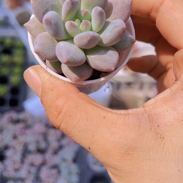 5厘米半夏多肉植物