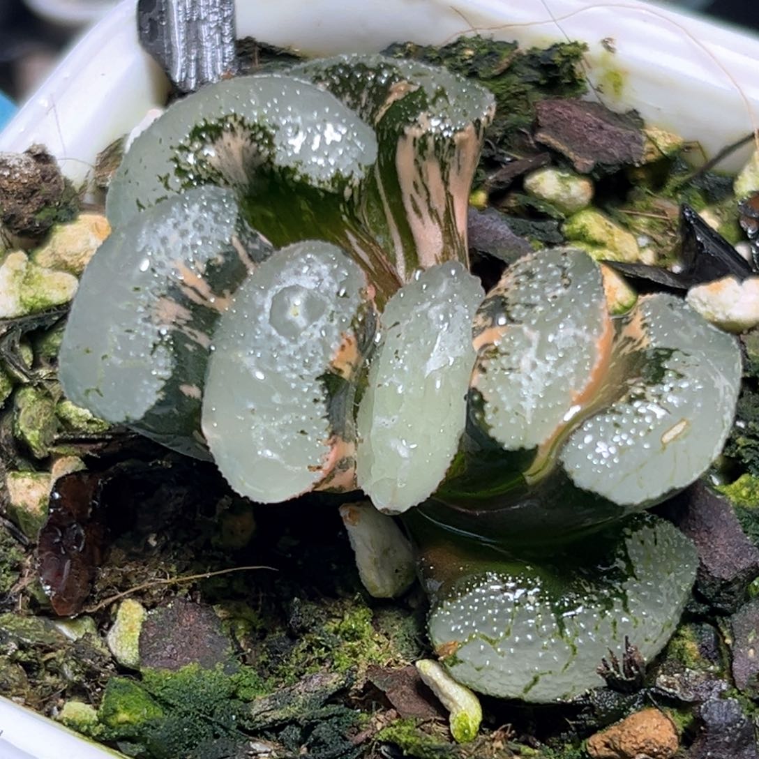 恭喜发财大吉大利520