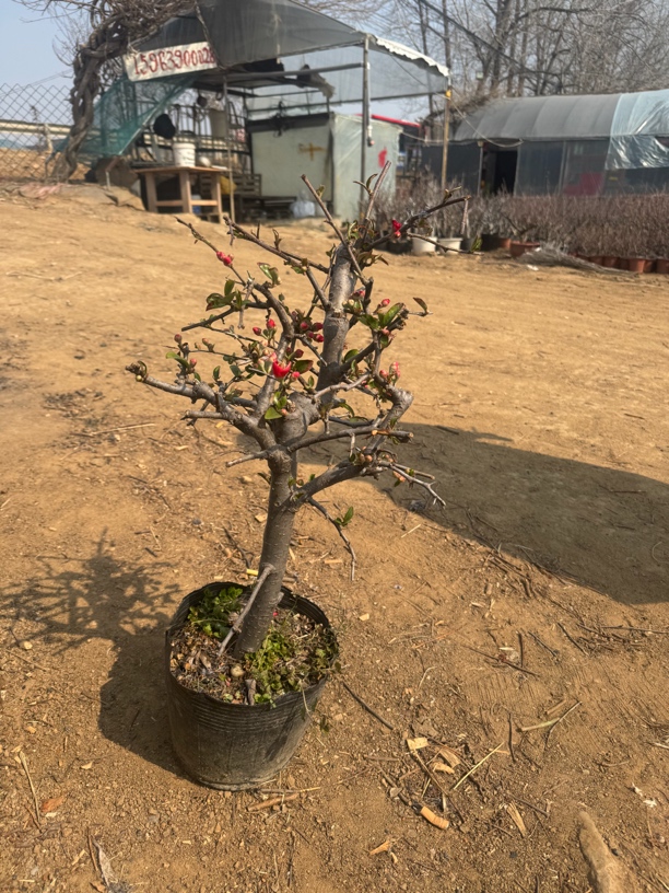 一物一拍等各种海棠花