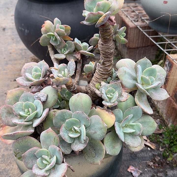 无**心736白凤脱土发货不退不换