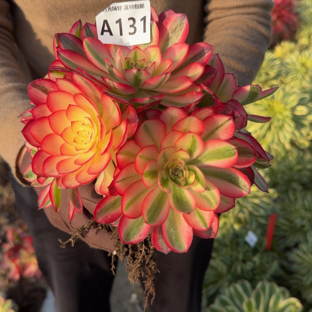 131荔枝 多肉植物