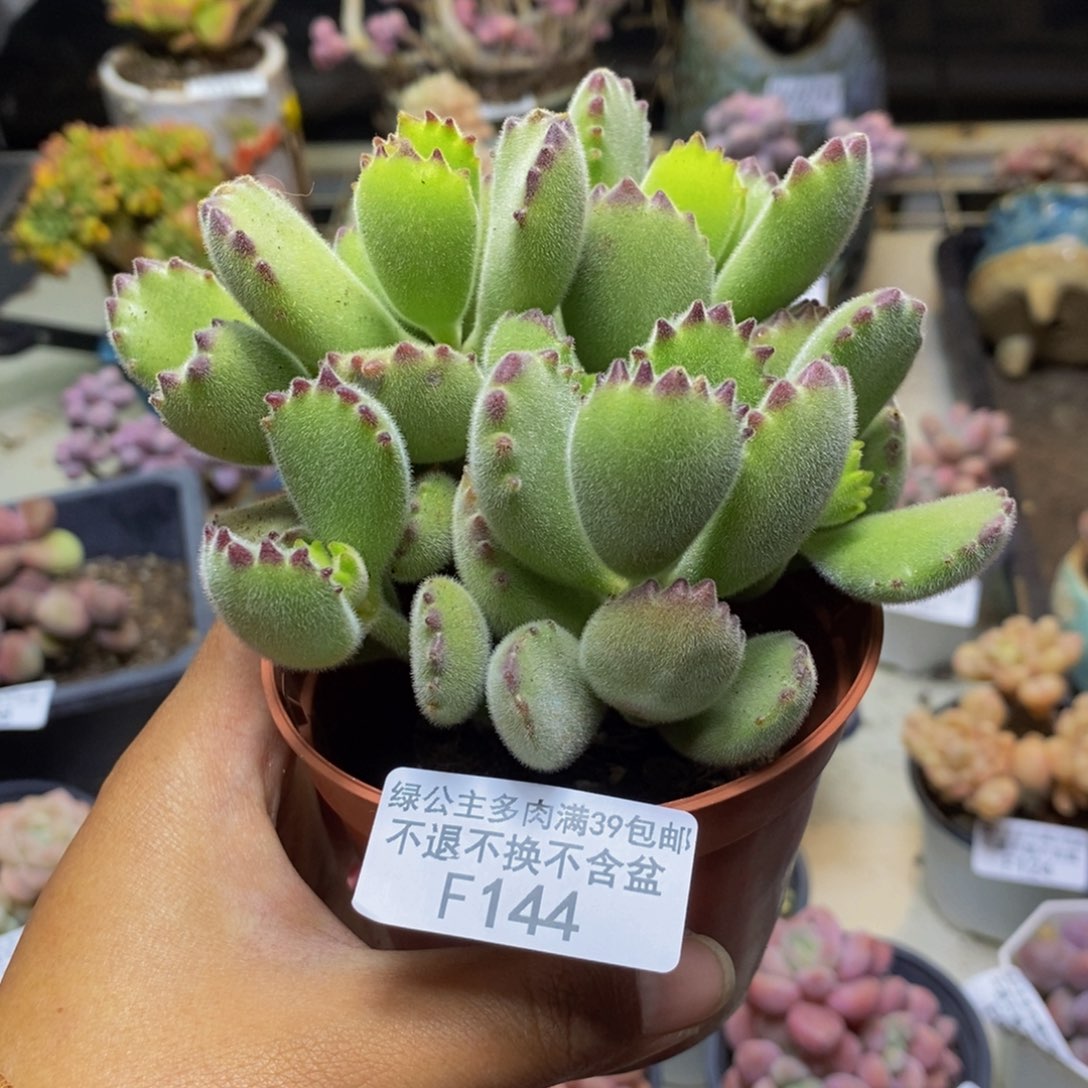 144猫抓轻微掉叶