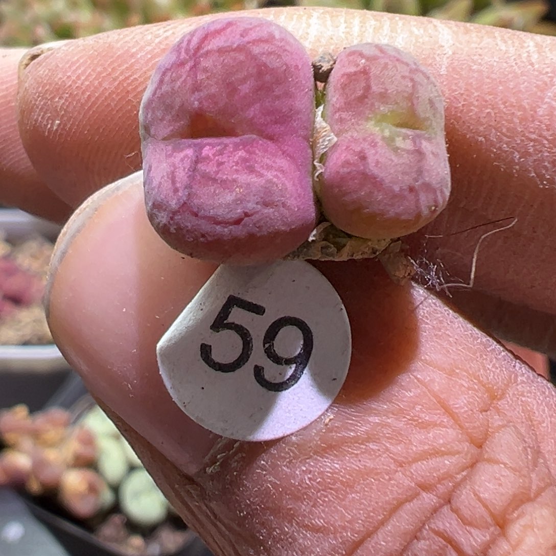 多肉植物1111111111111