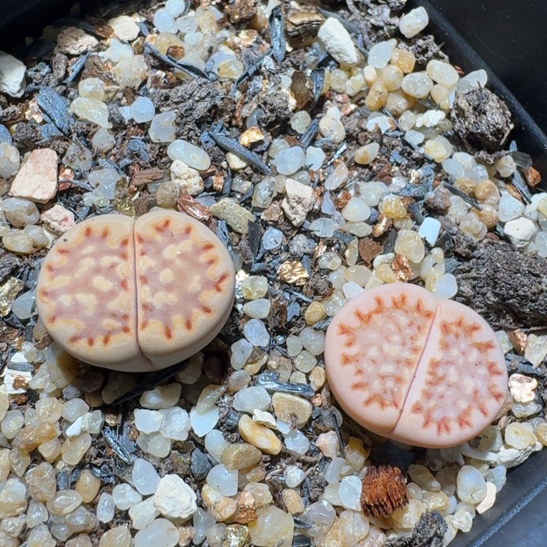 Z小黄车里去捡漏1441