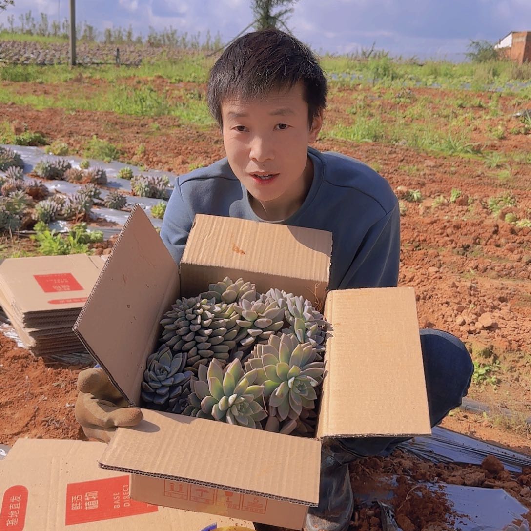 箱拍淡雪多肉轻微断肢不售后看好在拍
