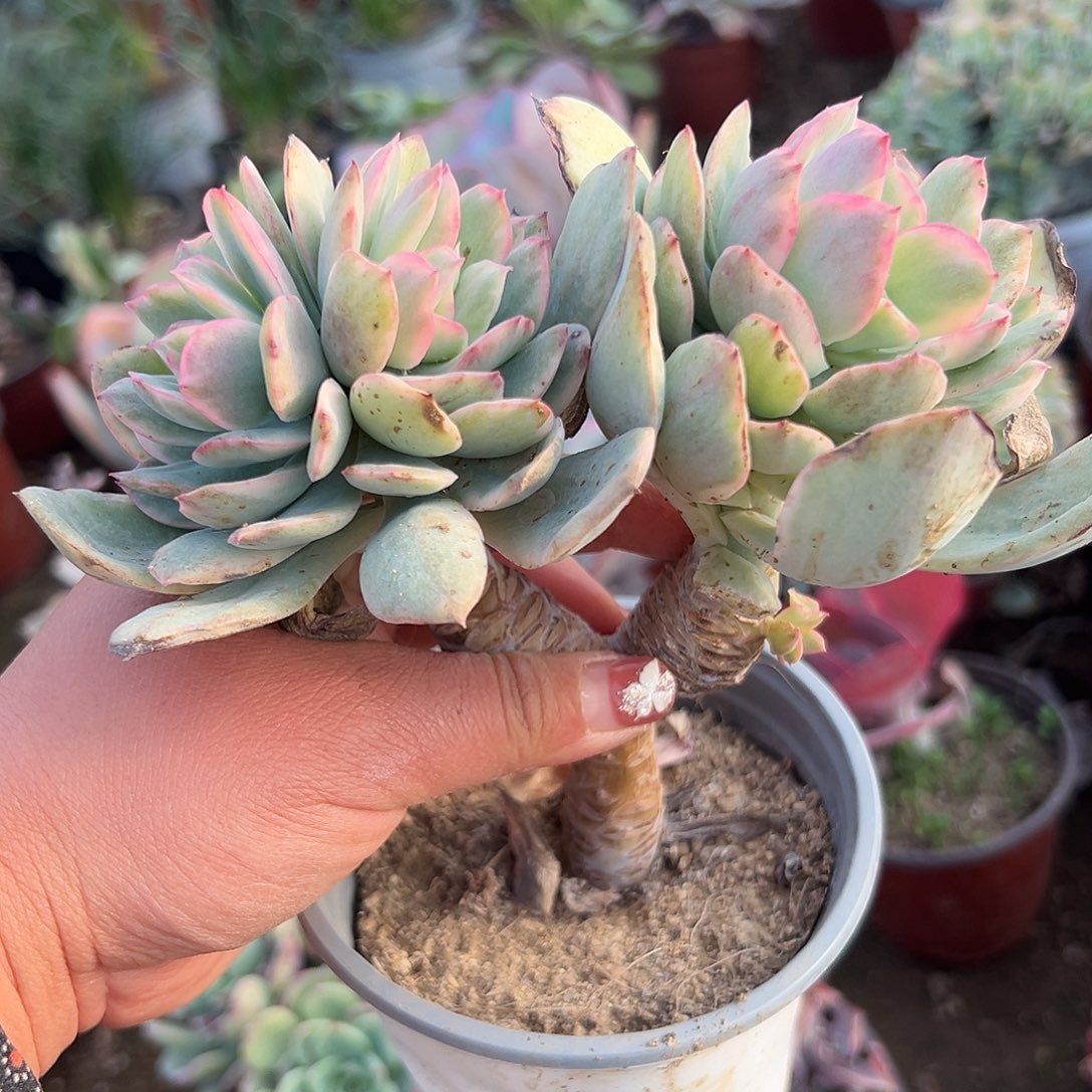 多肉植物绮罗锦福利