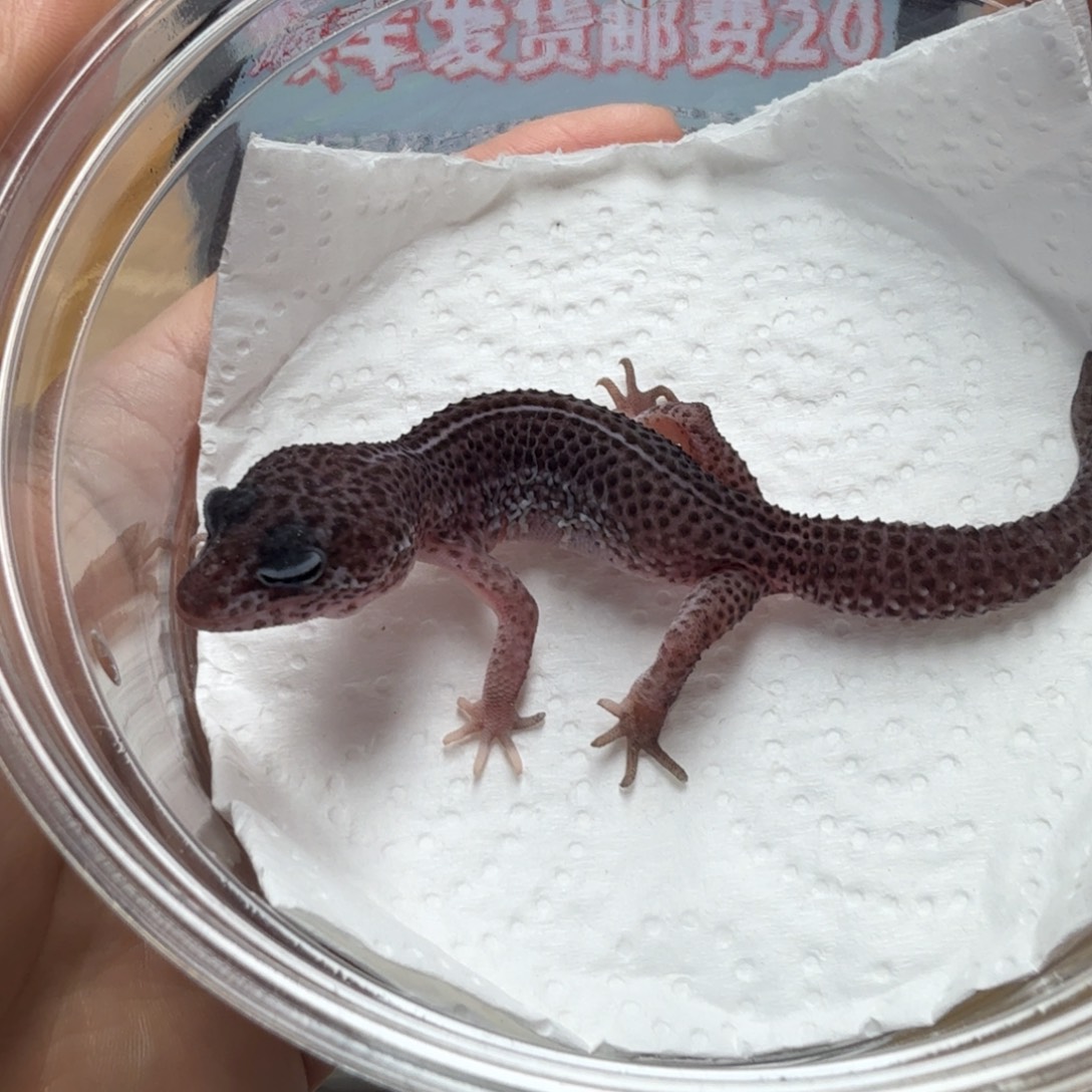 豹纹守宫超级雪花 尾巴弯曲 缺眼帘