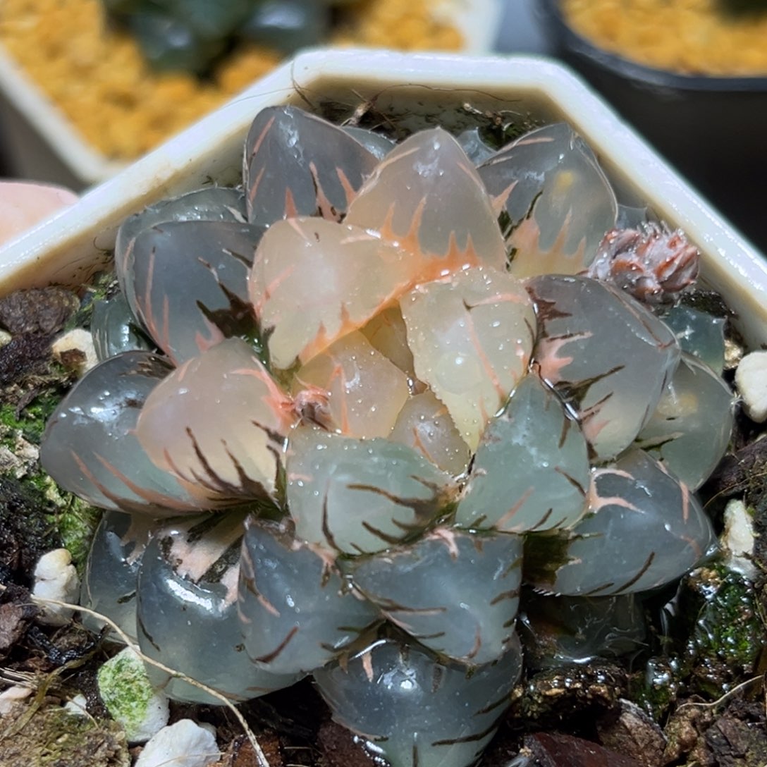 恭喜发财大吉大利0366