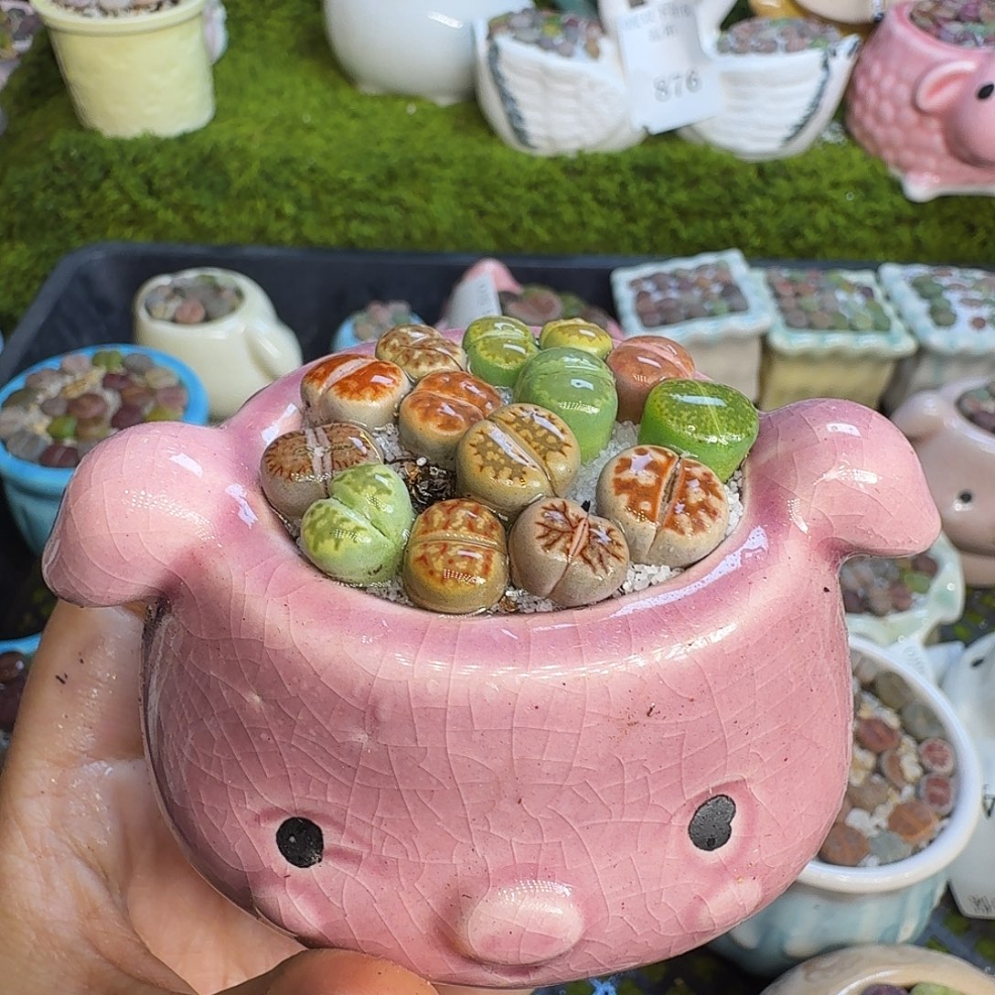 多肉植物福利冲948