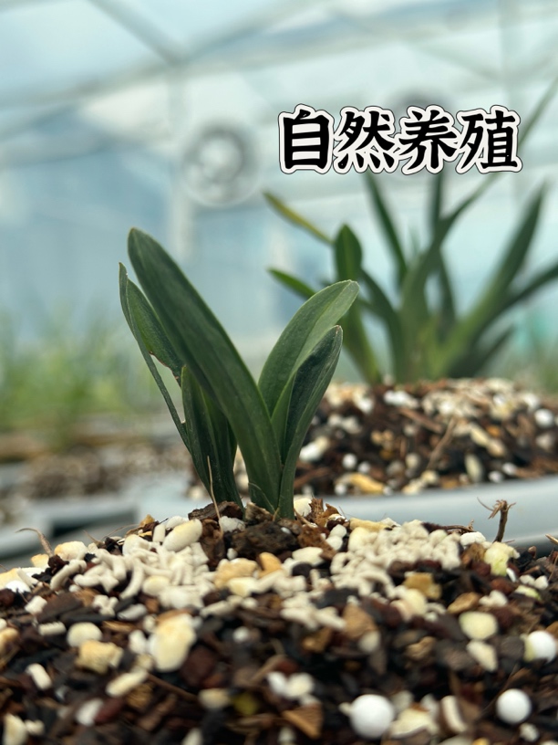 人工养殖 贵州遵义春兰 直播间一物一拍（图片仅供参考）