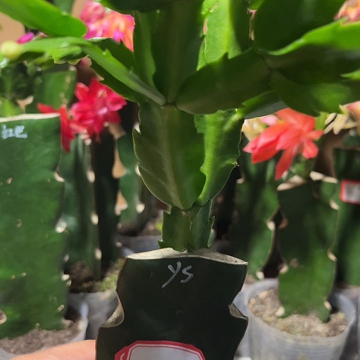 *****当前无花朵，栽培后可花朵