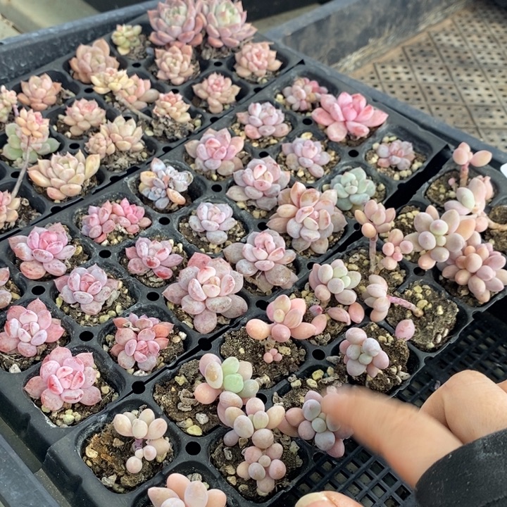 103 多肉植物盆栽花卉植物