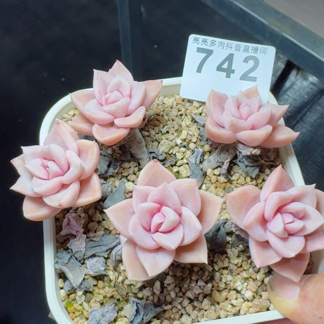 哈莉沃森         多肉植物