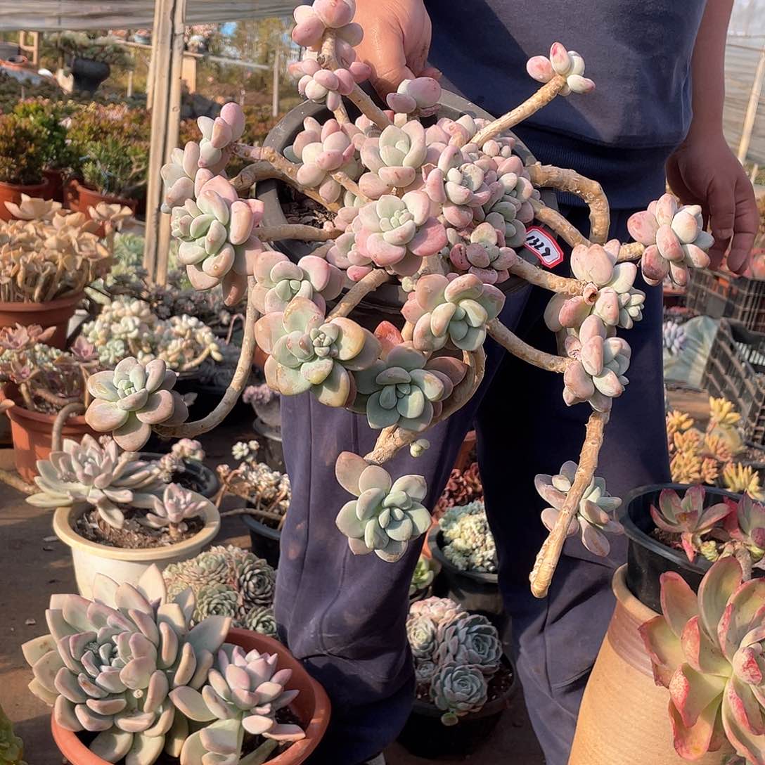 1329洛神一物一拍多肉