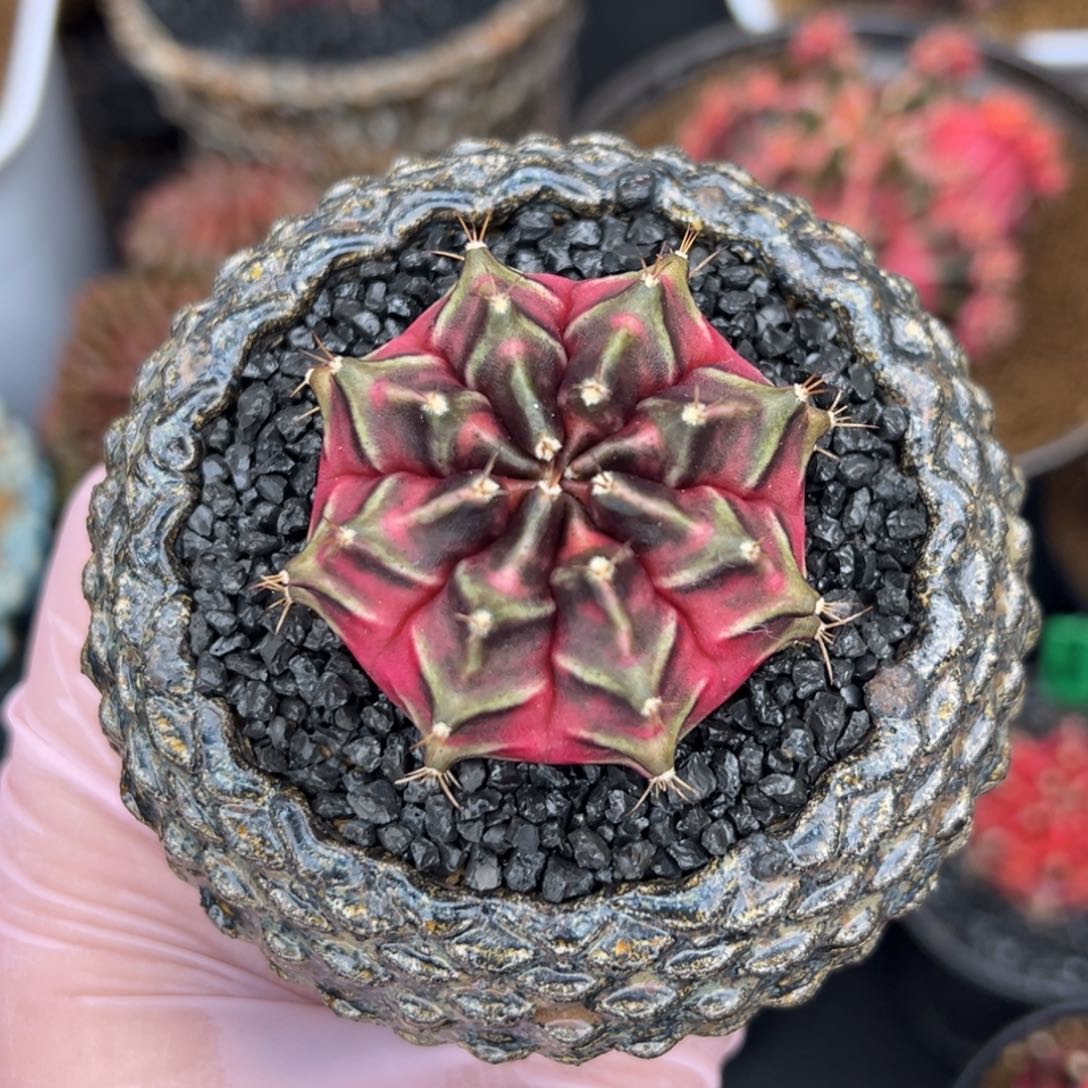 寶**虎实生泰系米哈仙人球，裸根发货