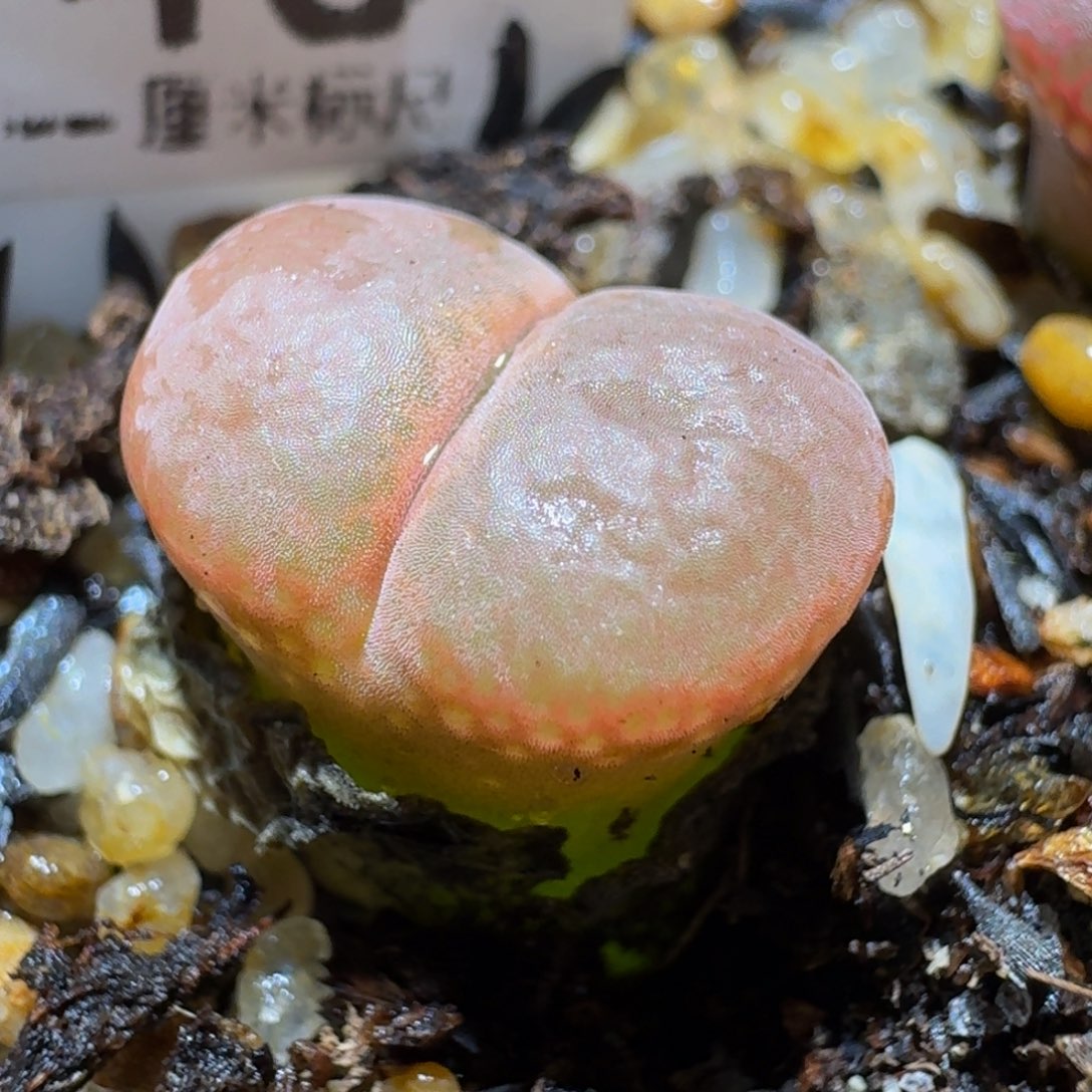 Sss捡漏价清仓了1145