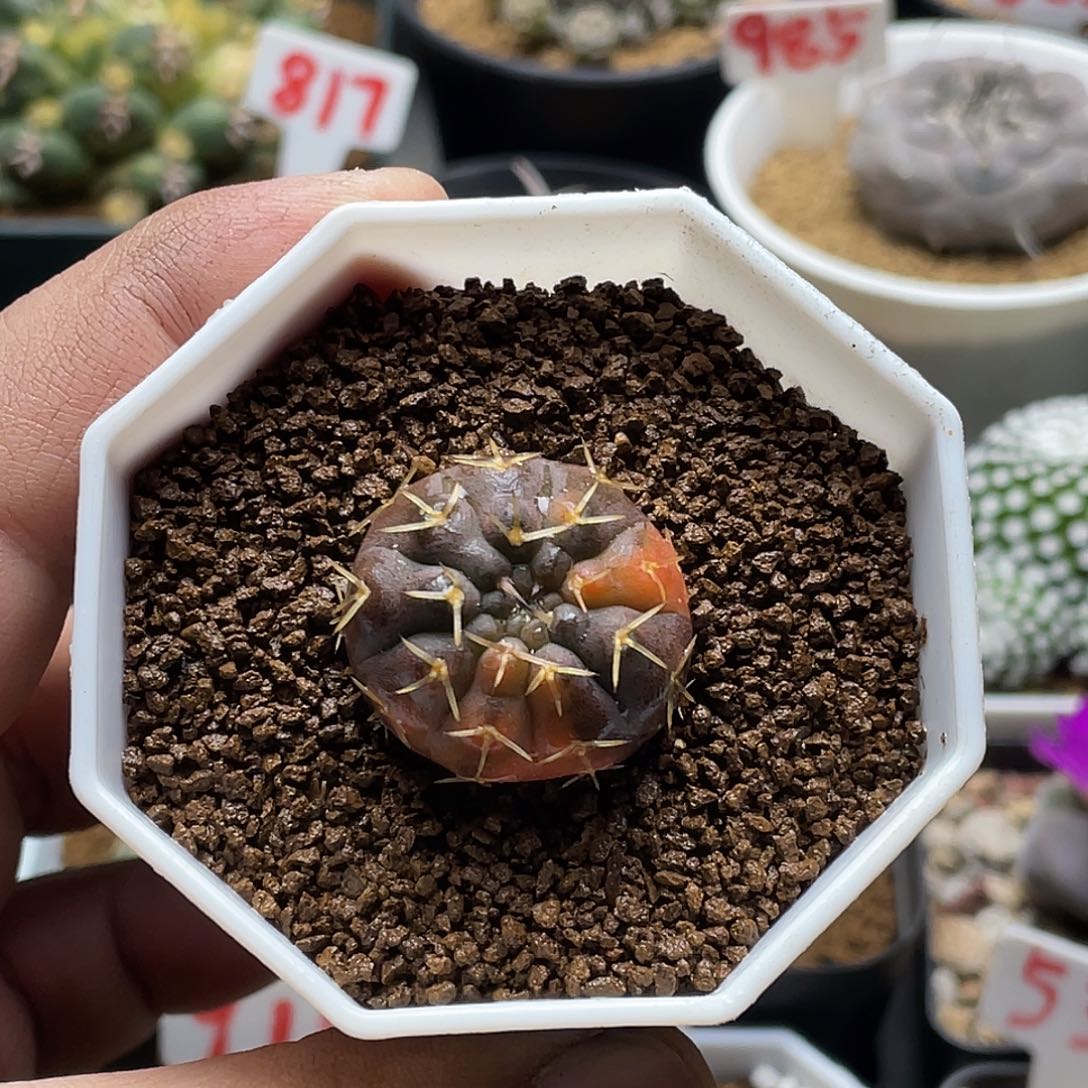 实生裸鄂锦 带盆土包邮