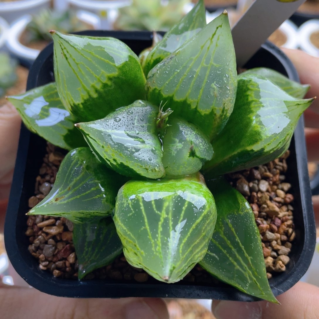 4.十二卷多肉裹般若。     