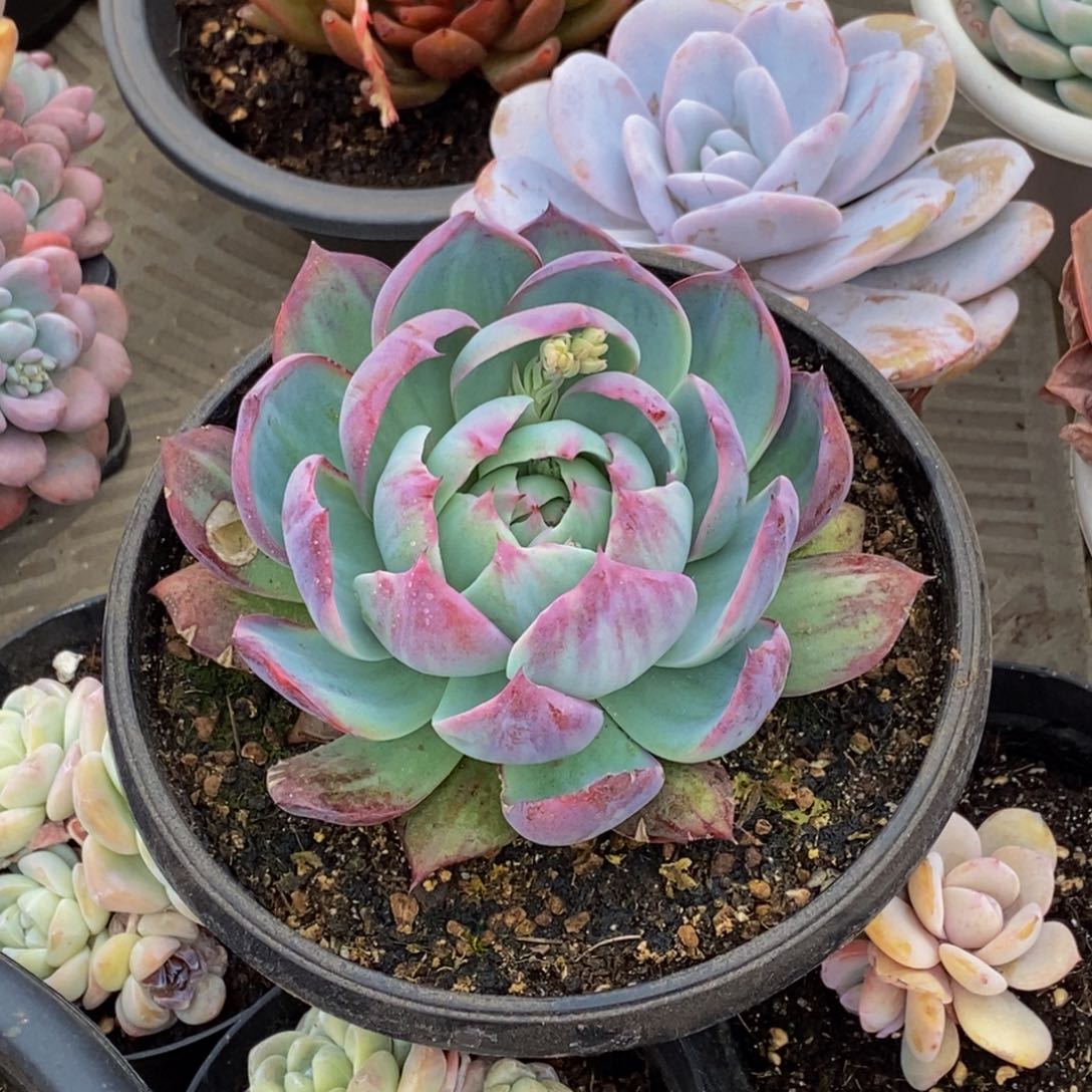 雨*48包邮一物一拍多肉植物