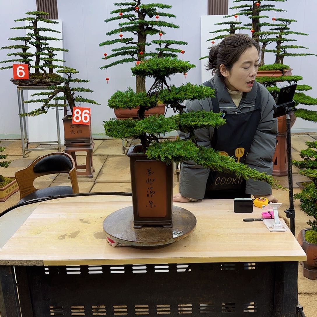 盆景直播间一物一拍