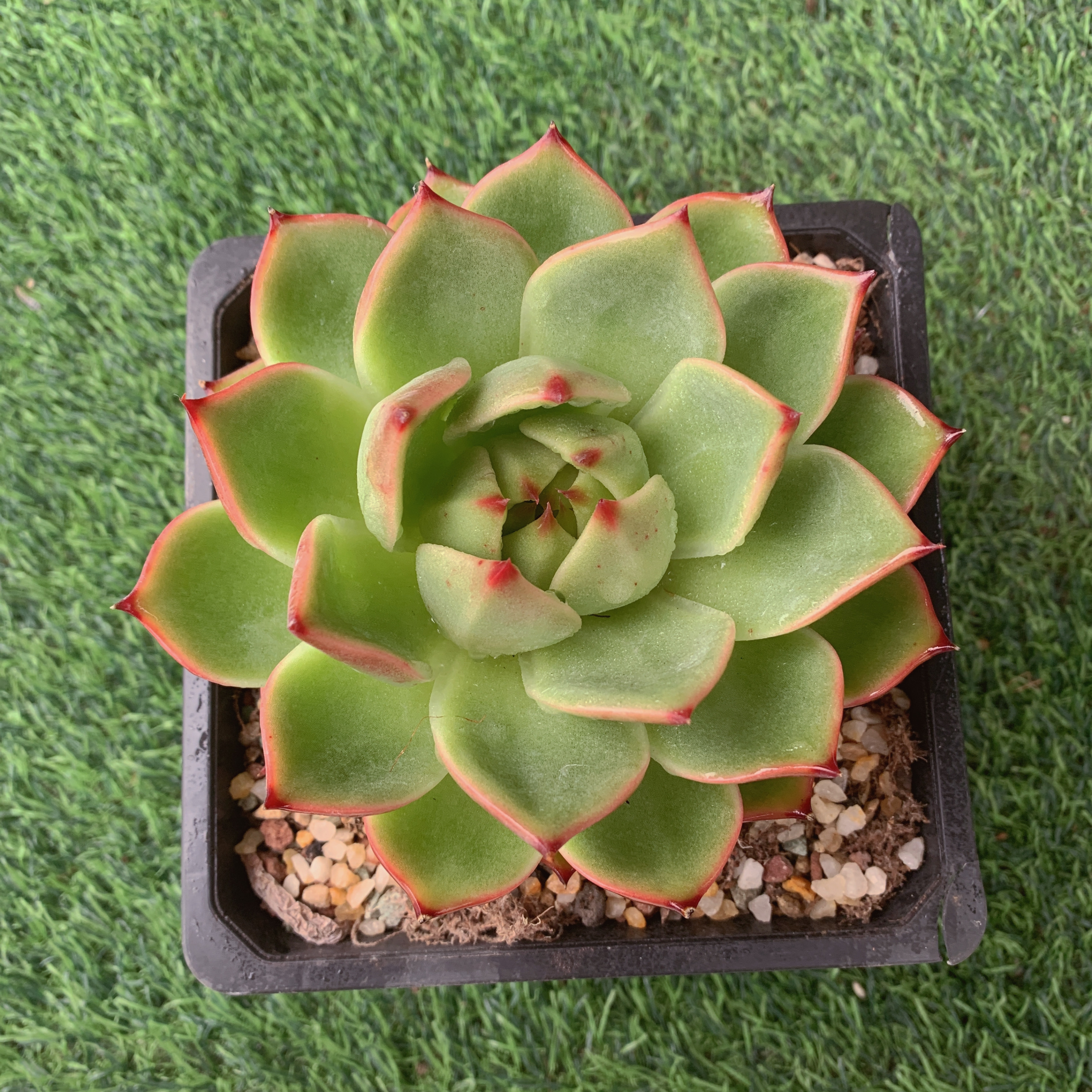 蓝龙单头8-10CM【花界草堂】精品多肉阳台盆栽新手易养一单包邮