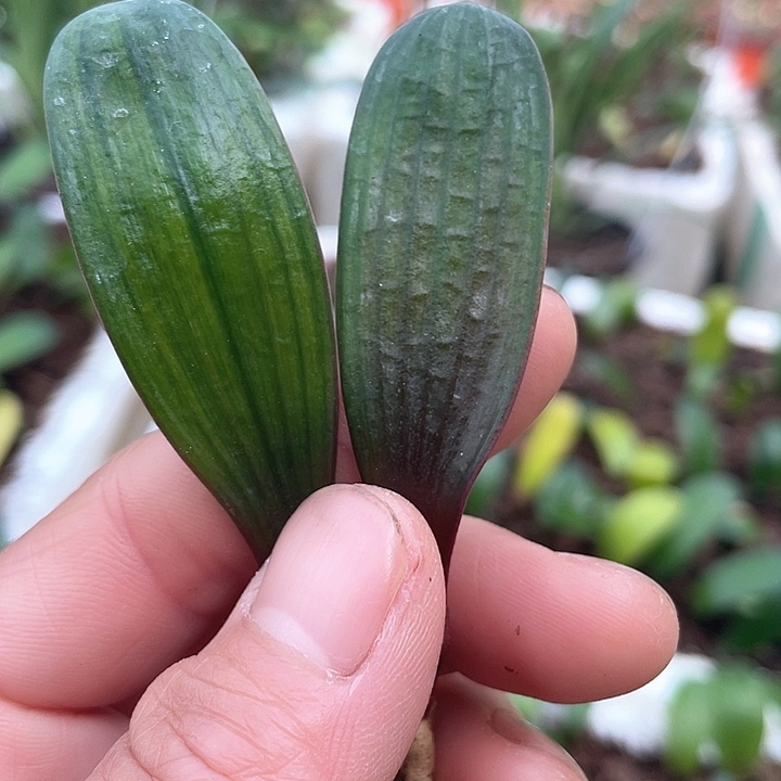 君子以自强不息著称