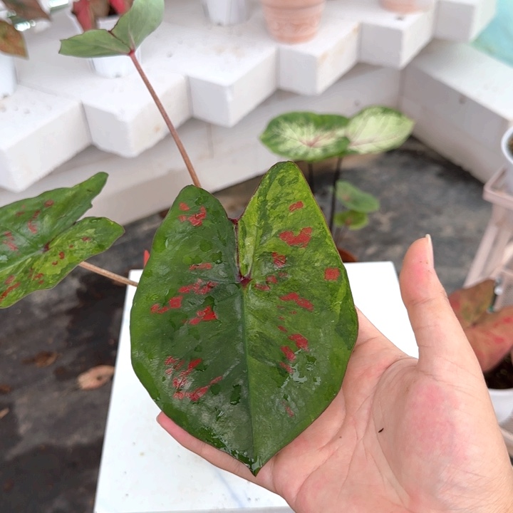 植物彩叶芋精品Q0143