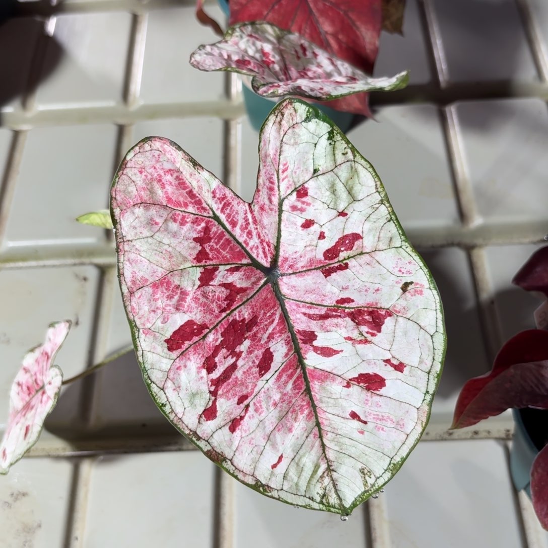 花木兰泰国彩叶芋69-1210