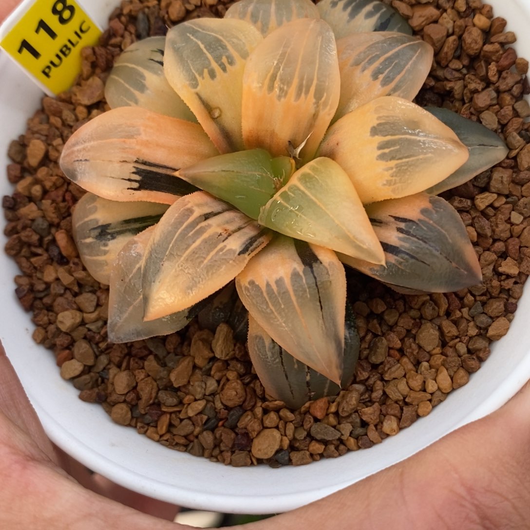 118糊斑红纹寿锦，，，