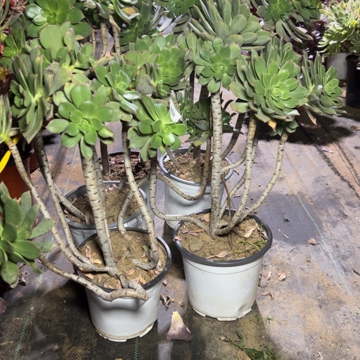 月**弯366   五颗多肉多肉多肉多肉