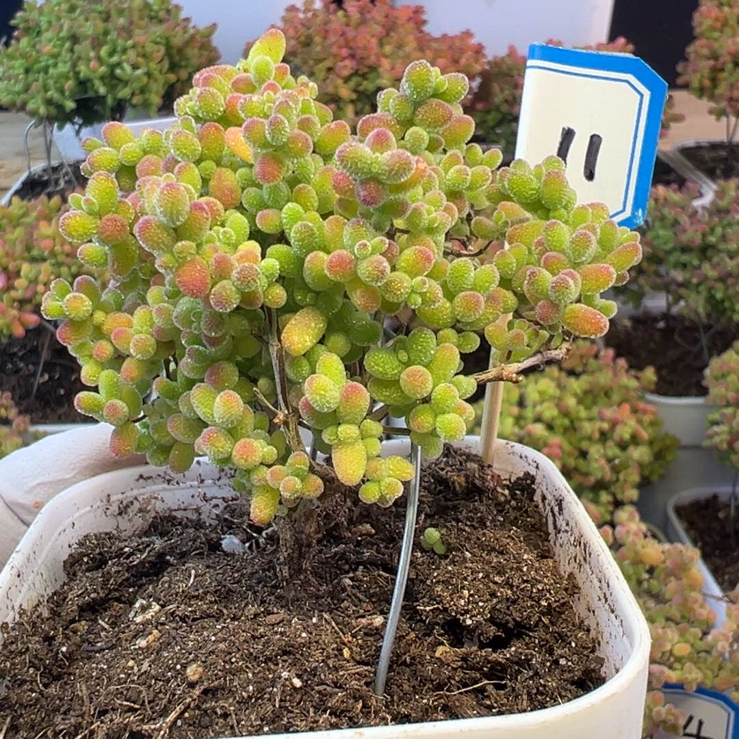 11号 蜜橘糖球 小可爱们