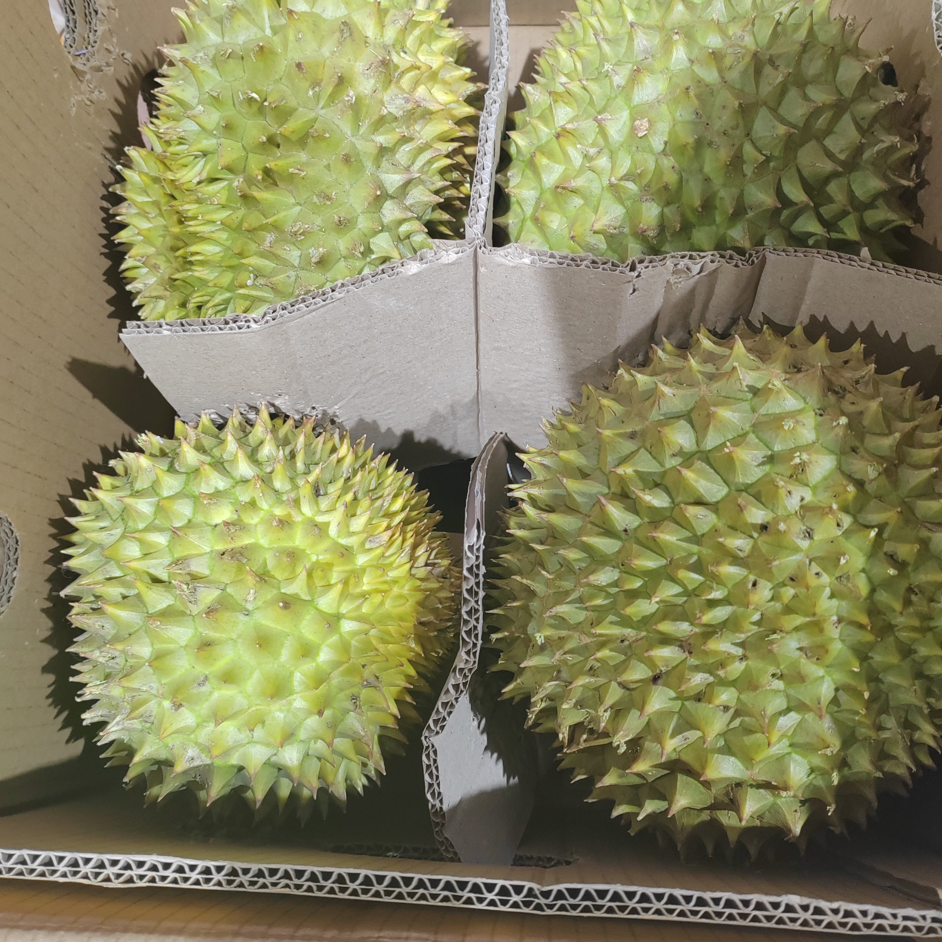 新鲜榴莲，榴莲的核大，软糯香甜。甜而不齁。香而不腻一箱14斤左右干尧越南