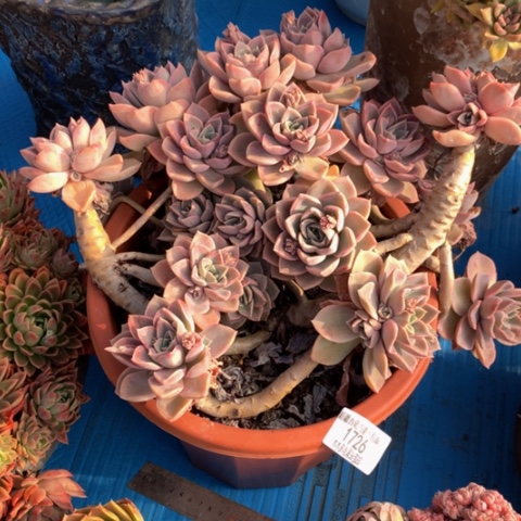 用****81726哈里沃森